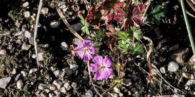 GERANIUM SANGUINEUM CANON MILES.jpg