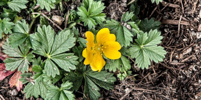 POTENTILLA CRANTZII GOLDRAUSCH.jpg