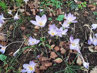 Crocus speciosus