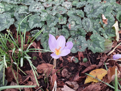 Crocus speciosus
