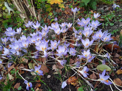 Crocus speciosus