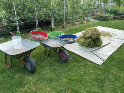 Feldsalat Saatgut dreschen.jpeg