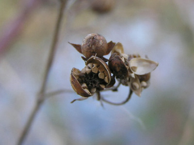 Wildkraut-Dez-1.jpg