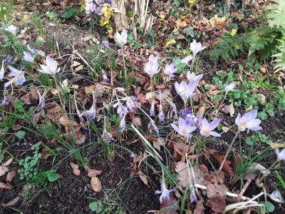 Crocus speciosus