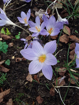 Crocus speciosus