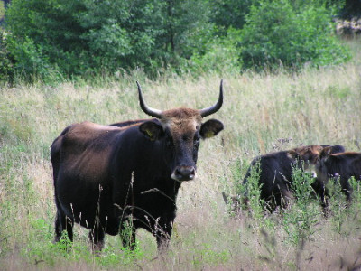 Heckrind-Juli-1.jpg