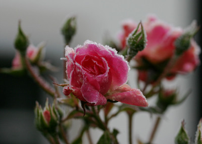 IMG_4430b.jpg