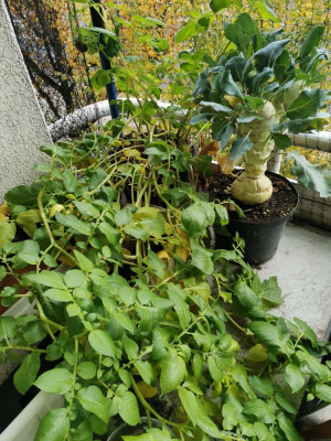 Annabelle 20251116.jpeg