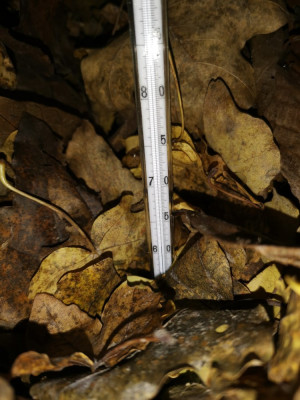 Laubkompost 20251116.jpeg