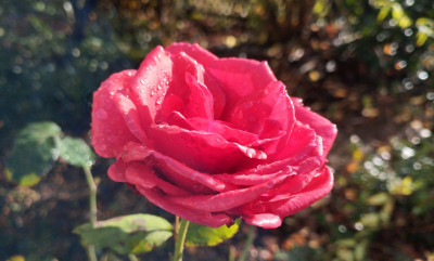 251117_Rose.jpg
