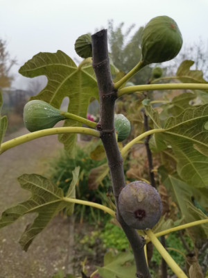 Feige 94 20251116.jpeg