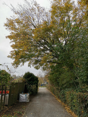 Laubkompost 20251108.jpeg