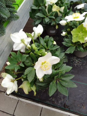 Helleborus niger/ Hybride