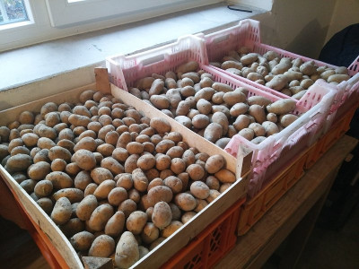 Pflanzkartoffeln 20200202.jpg