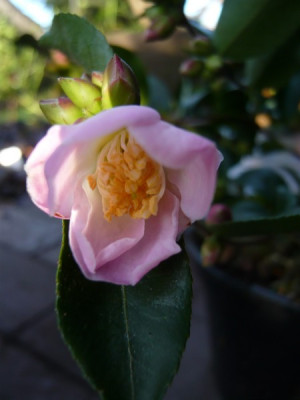 Fairy_Blush_001.JPG