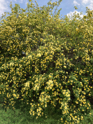 Rosa hugonis ZIB (1).JPG