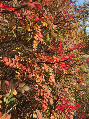 Rosa hugonis Herbst.JPG