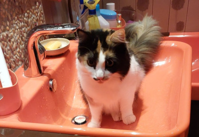 und Pfotenwäsche bitte