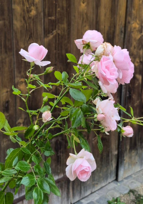 20251121_164435 Aspirin.jpg