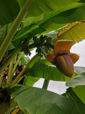 Banane Blüte 20251025.jpeg