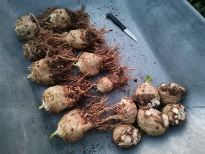 Sellerie 20251121.jpeg