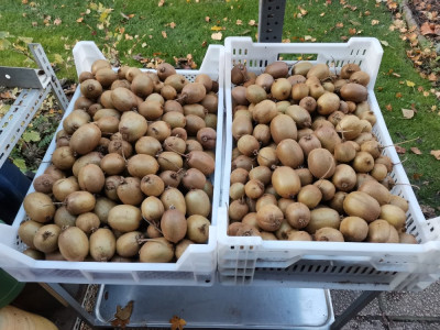 Kiwi Ernte 20251121.jpeg