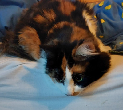 Bitte nicht schimpfen...