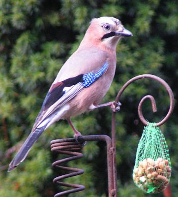 Garrulus_glandarius_-_Eichelhaeher_03.jpg