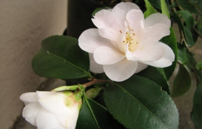 22.03.08_9206_camellia_spring_mist_90.JPG
