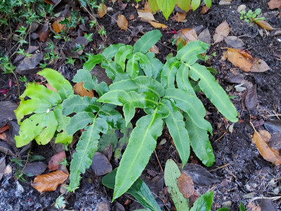 Dryopteris sieboldii.jpg