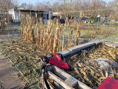 Mais schneiden 20251122.jpeg