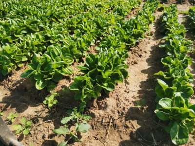 Feldsalat Audace.jpeg