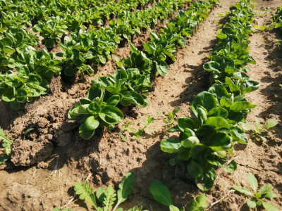 Feldsalat Elixier.jpeg