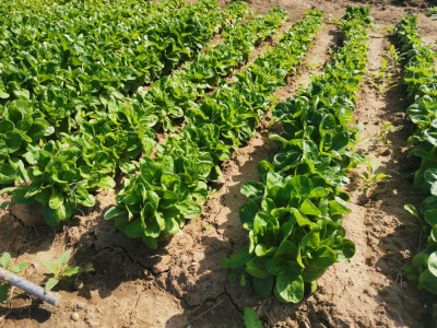 Feldsalat EXP 1202.jpeg