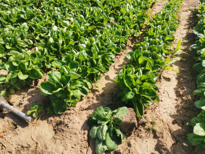 Feldsalat EXP 1206.jpeg