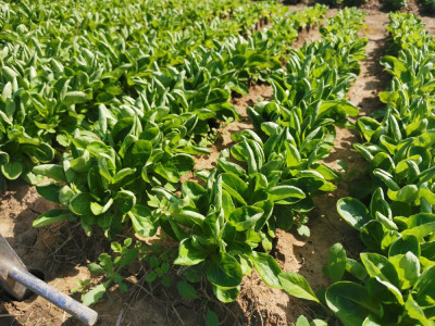 Feldsalat Festival.jpeg