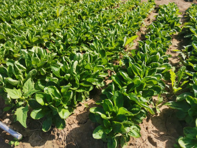 Feldsalat MX-33.jpeg