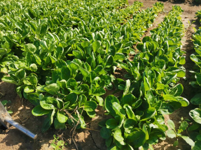 Feldsalat MX-34.jpeg