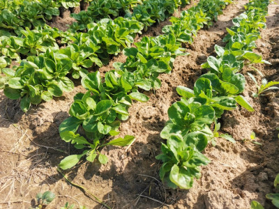 Feldsalat Palace.jpeg