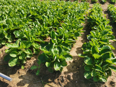 Feldsalat Princess.jpeg