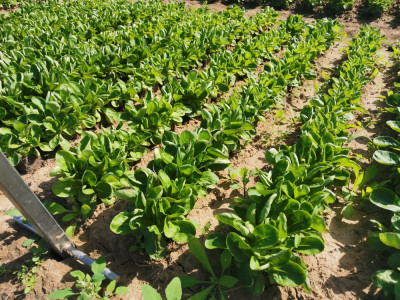 Feldsalat Trophy.jpeg