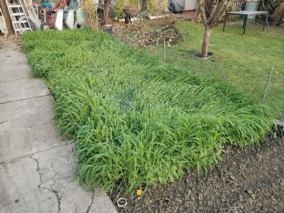 Gründünger 20251121.jpeg