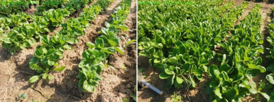 der langsamste (Palace) &amp; der schnellste (MX-34) im Feldversuch