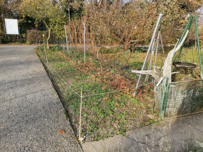 Feldsalat Beet 20251123.jpeg