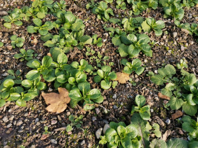 Feldsalat 20251123.jpeg