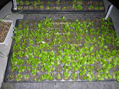 Feldsalate 3. Aussaat 24.08.