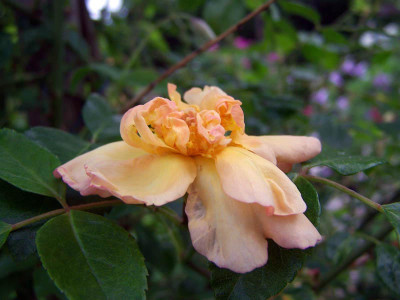 100_3568_ed800.jpg