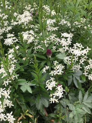 Clematis mandschuria Allium sphaeroc.Melianthus.JPG