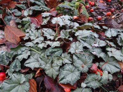 DSC00038.JPG (806.74 KiB) 475 mal betrachtet Cyclamen hederifolium Lysanderförmig