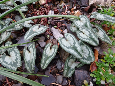 DSC00042.JPG (797.42 KiB) 475 mal betrachtet Cyclamen hederifolium Fairy Rings